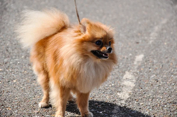 Razas de perros de Spitz — Foto de Stock