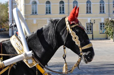 Düğün at arabası harnessed