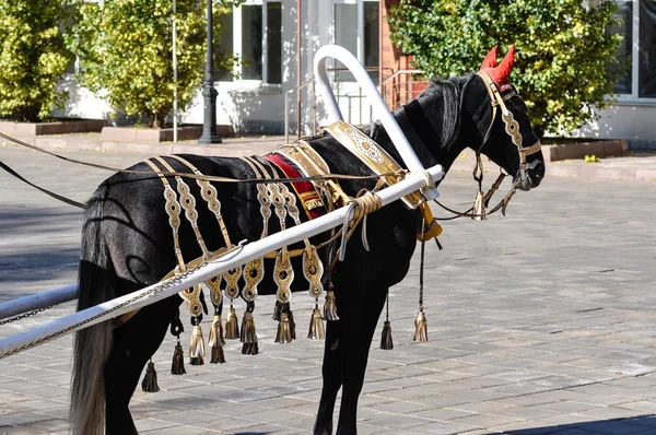 Wedding horse harnessed into carriage — Stock Photo, Image