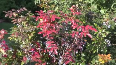 Olgun Berry mahonia
