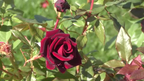 Burgundy ros blomma — Stockvideo