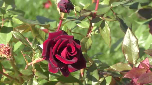 Rose de Bourgogne fleur 