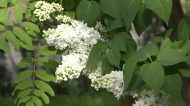 Leylak çiçeği beyaz renk