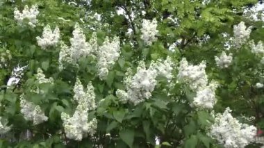 Leylak çiçeği beyaz renk