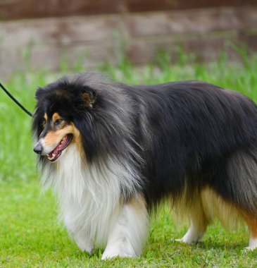 Bir yaz günü yürüyüşe çıkan köpek çoban köpeği. 