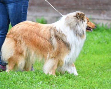 Bir yaz günü yürüyüşe çıkan köpek çoban köpeği. 
