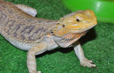 Sakallı agama (Latince. Pogona vittiseps) ya da sakallı kertenkele - agama familyasından bir kertenkele türü.