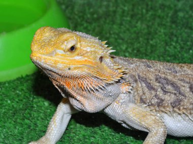 Sakallı agama (Latince. Pogona vittiseps) ya da sakallı kertenkele - agama familyasından bir kertenkele türü.