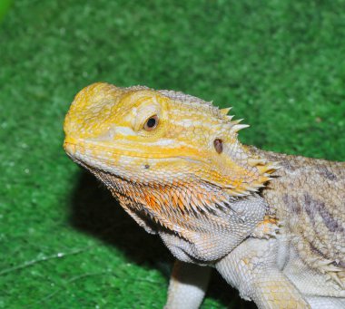 Sakallı agama (Latince. Pogona vittiseps) ya da sakallı kertenkele - agama familyasından bir kertenkele türü.