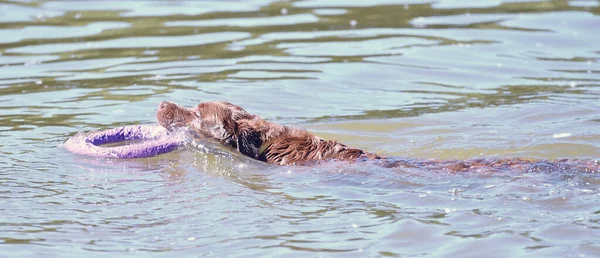 Köpek Yetiştiricisi Labrador Retriever Yaz Sabahı Nehir Kenarında Yürüyüşe Çıktı — Stok fotoğraf