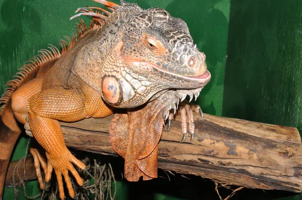 Kırmızı Iguana Morph Yeşil Iguana Latince Guana Iguanası Iguana Ailesinin — Stok fotoğraf