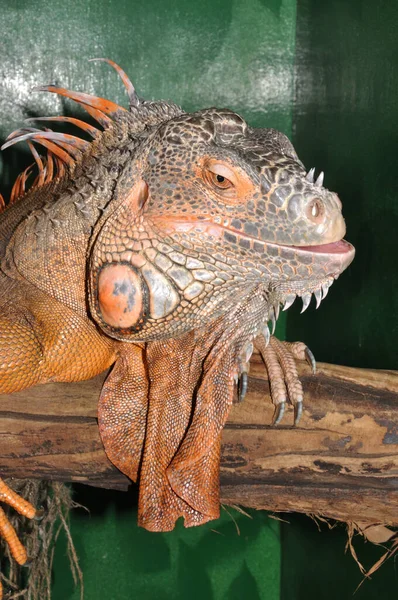 Kırmızı Iguana Morph Yeşil Iguana Latince Guana Iguanası Iguana Ailesinin — Stok fotoğraf