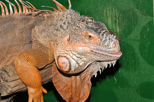 Kırmızı Iguana Morph Yeşil Iguana Latince Guana Iguanası Iguana Ailesinin — Stok fotoğraf