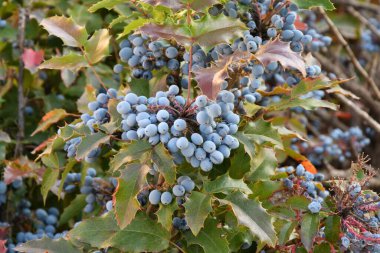 Mavi Mahonia çileği (La. Mahonia aquifolium) veya sonbahar bahçesinde Oregon üzümleri