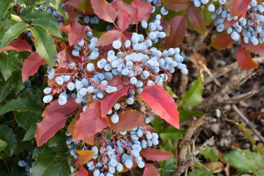 Mavi Mahonia çileği (La. Mahonia aquifolium) veya sonbahar bahçesinde Oregon üzümleri