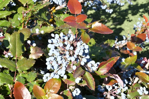 Синие Ягоды Махонии Mahonia Aquifolium Орегонский Виноград Осеннем Саду — стоковое фото