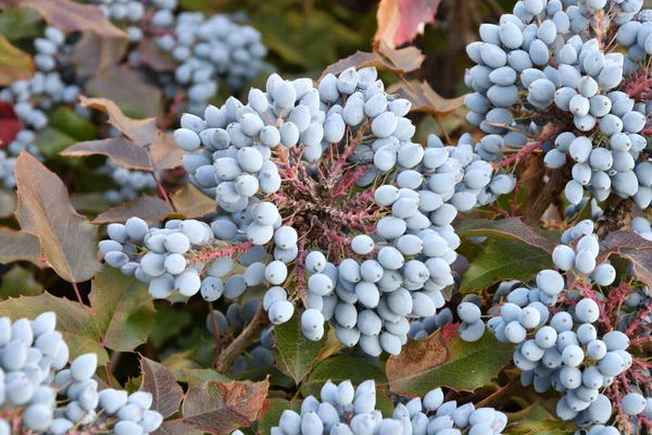 Blue Mahonia Berries Mahonia Aquifolium Oregon Grapes Autumn Garden — Stock Photo, Image