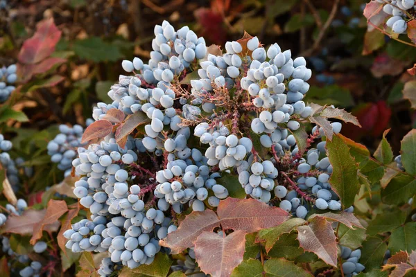 Блакитні Ягоди Магонії Ісп Mahonia Aquifolium Або Виноград Орегону Осінньому — стокове фото