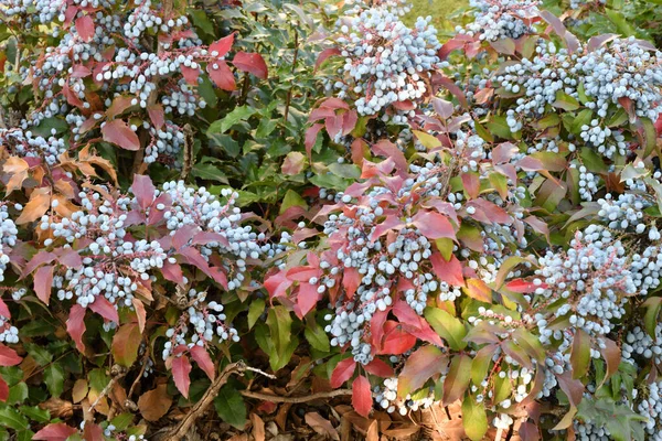 Bobule Modravé Mahonia Aquifolium Nebo Oregon Podzimní Zahradě — Stock fotografie