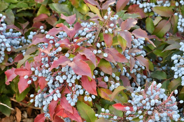 Blue Mahonia Berries Mahonia Aquifolium Oregon Grapes Autumn Garden — Stock Photo, Image