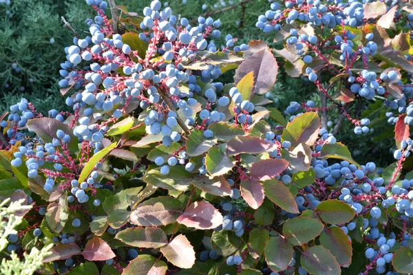 Jagody Mahonii Niebieskiej Mahonia Aquifolium Lub Oregon Winogron Jesiennym Ogrodzie — Zdjęcie stockowe