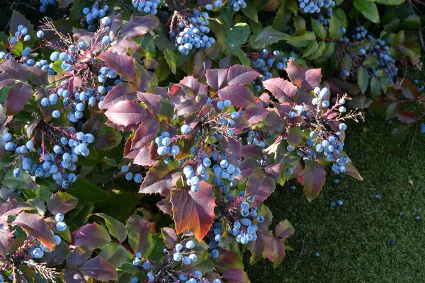 Bobule Modravé Mahonia Aquifolium Nebo Oregon Podzimní Zahradě — Stock fotografie