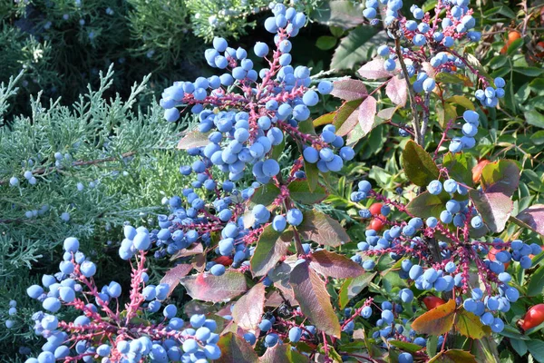 Blue Mahonia Berries Mahonia Aquifolium Oregon Grapes Autumn Garden — Stock Photo, Image