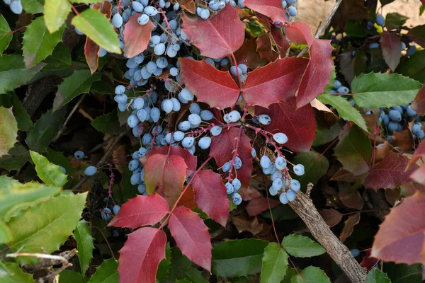 Blue Mahonia Berries Mahonia Aquifolium Oregon Grapes Autumn Garden — Stock Photo, Image