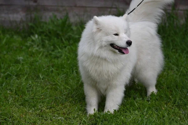 Samoyed Dog Samoyed Samoyed Husky Samoyed Spitz Sammi Walk Summer — Stock fotografie