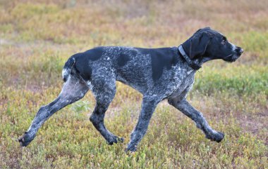 Alman kablosuz imleci veya Drahthaar (Deutsch Drahthaar, Deutscher Drahthaariger Vorstehhund) yürüyüş esnasında
