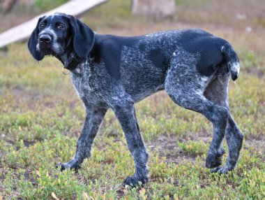 Alman kablosuz imleci veya Drahthaar (Deutsch Drahthaar, Deutscher Drahthaariger Vorstehhund) yürüyüş esnasında