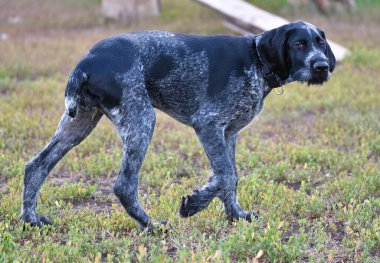 Alman kablosuz imleci veya Drahthaar (Deutsch Drahthaar, Deutscher Drahthaariger Vorstehhund) yürüyüş esnasında