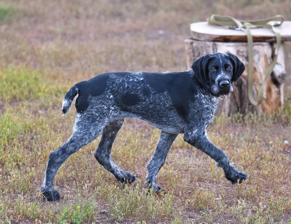 Német Drótszőrű Mutató Vagy Drahthaar Deutsch Drahthaar Deutscher Drahthaariger Vorstehhund — Stock Fotó