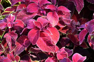 Lamiaceae familyasındaki Evergreen bitkilerinin Coleus cinsi.