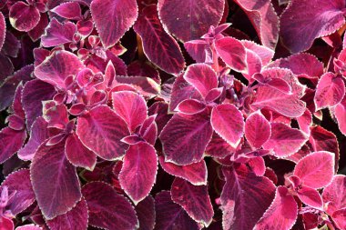 Lamiaceae familyasındaki Evergreen bitkilerinin Coleus cinsi.