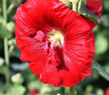 Malva Terry kırmızı çiçek yaz bahçesinde