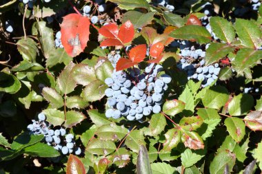 Mavi Mahonia çileği (La. Mahonia aquifolium) veya sonbahar bahçesinde Oregon üzümleri