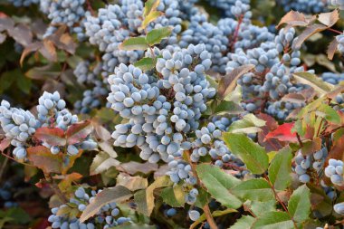 Mavi Mahonia çileği (La. Mahonia aquifolium) veya sonbahar bahçesinde Oregon üzümleri