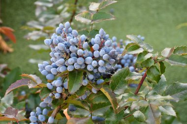 Mavi Mahonia çileği (La. Mahonia aquifolium) veya sonbahar bahçesinde Oregon üzümleri