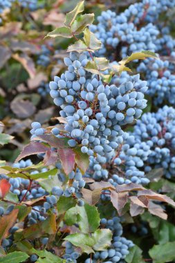 Mavi Mahonia çileği (La. Mahonia aquifolium) veya sonbahar bahçesinde Oregon üzümleri
