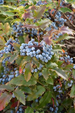 Mavi Mahonia çileği (La. Mahonia aquifolium) veya sonbahar bahçesinde Oregon üzümleri