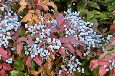 Mavi Mahonia çileği (La. Mahonia aquifolium) veya sonbahar bahçesinde Oregon üzümleri