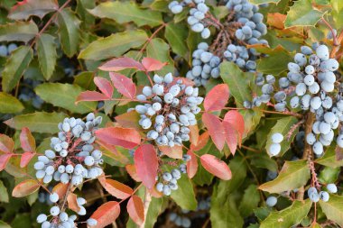 Mavi Mahonia çileği (La. Mahonia aquifolium) veya sonbahar bahçesinde Oregon üzümleri