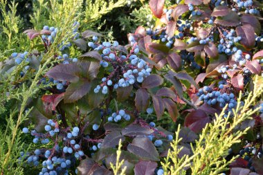 Mavi Mahonia çileği (La. Mahonia aquifolium) veya sonbahar bahçesinde Oregon üzümleri