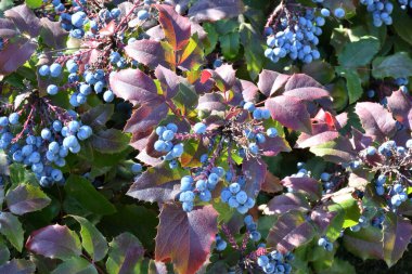 Mavi Mahonia çileği (La. Mahonia aquifolium) veya sonbahar bahçesinde Oregon üzümleri