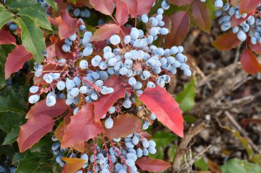 Mavi Mahonia çileği (La. Mahonia aquifolium) veya sonbahar bahçesinde Oregon üzümleri