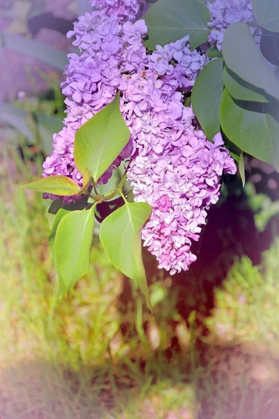 Flores Lilás Roxas Jardim Primavera Durante Dia — Fotografia de Stock
