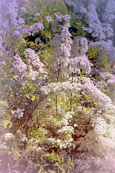 Μικρά Άνθη Της Σπυρέας Λατινικά Spiraea Λευκό Στον Ανοιξιάτικο Κήπο — Φωτογραφία Αρχείου