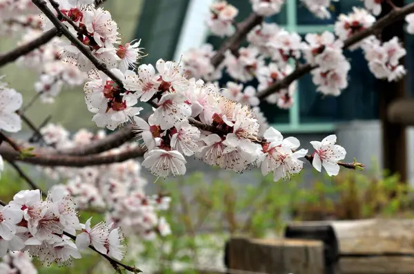 Bahar Bahçesinde Beyaz Kayısı Çiçekleri — Stok fotoğraf