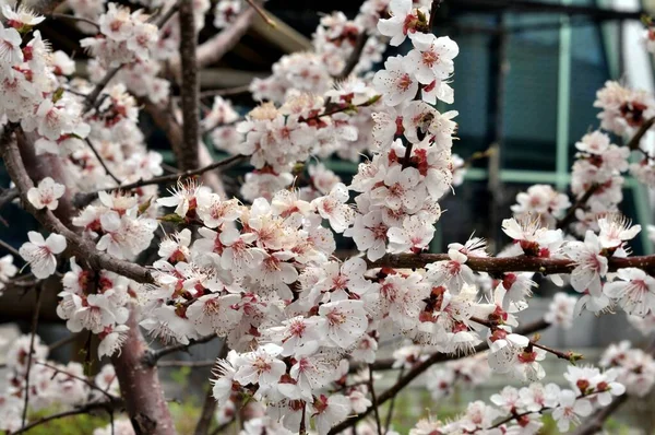 Flores Brancas Damasco Jardim Primavera — Fotografia de Stock